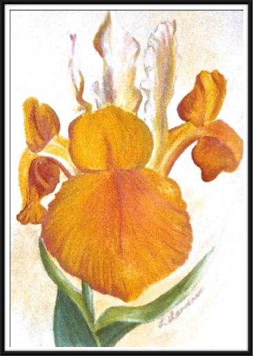 Yellow Iris
This was a large picture 
done in pastel
16 x 20